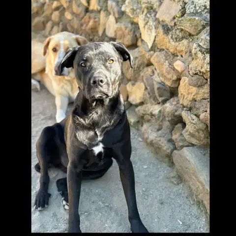 Negro photo 3