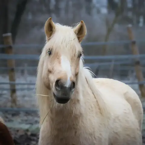 Bébé Jaune
