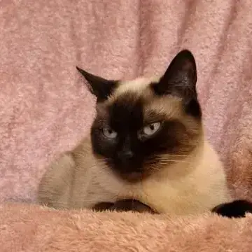 Siamois 2 photo 2