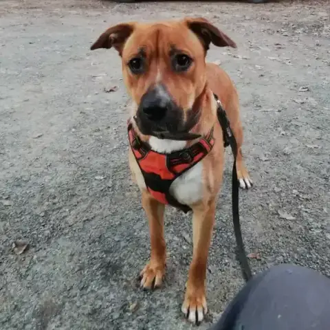 Kira