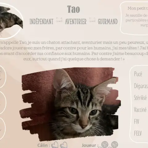 Tao