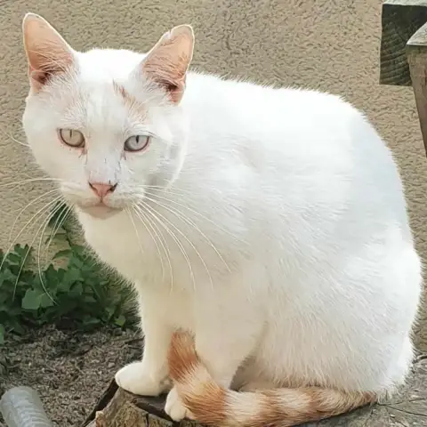 Léonardo