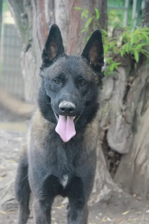 Kenji