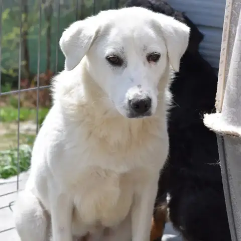 Sierra photo 2