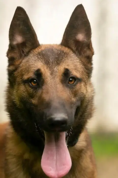 Malinois