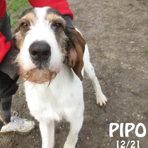 Pipo