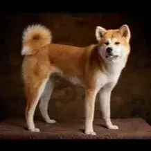 Achika photo 2