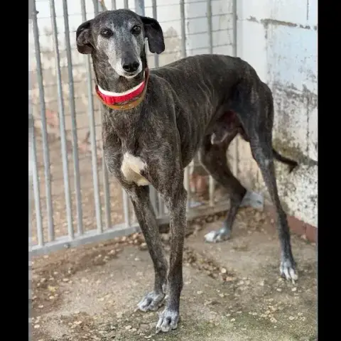 Airon Galgo photo 2