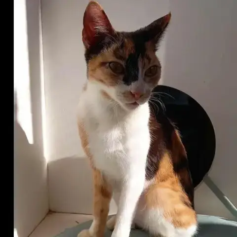 Baya