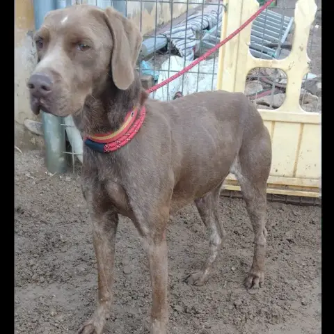 Rudi