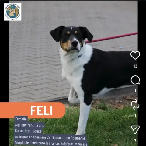 Féli photo 2