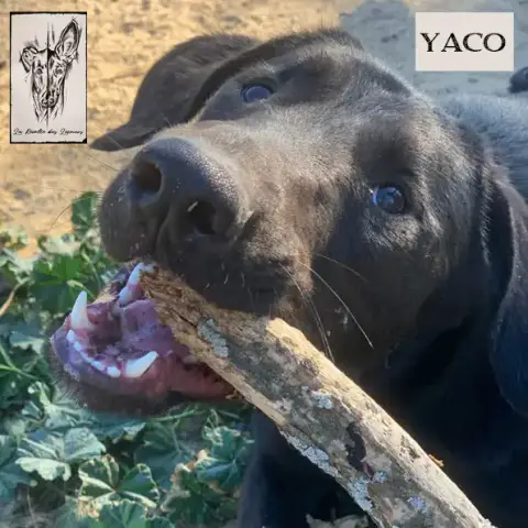 Yaco photo 2
