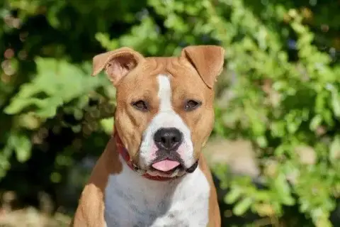 Sultan