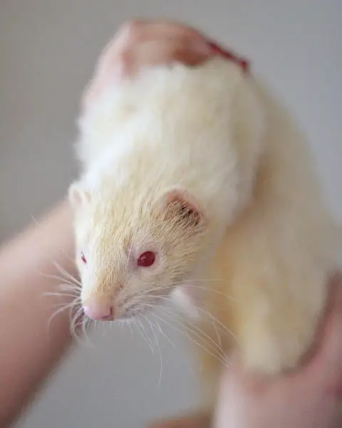 Mika photo 2