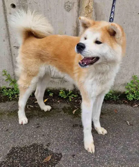 Akita Inu