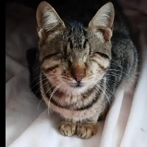 Tigra photo 2