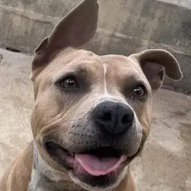 Ellie