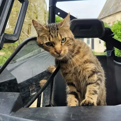 Simba
