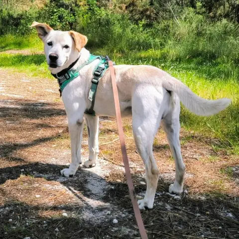 Rocko photo 3