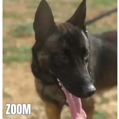 Zoom