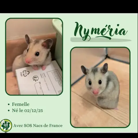 Nyméria