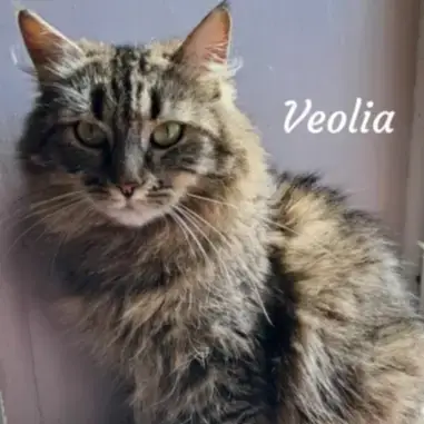 Veolia