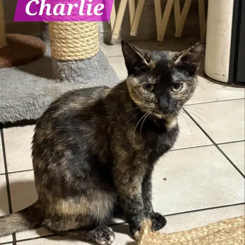 Charlie