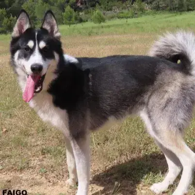 Faigo