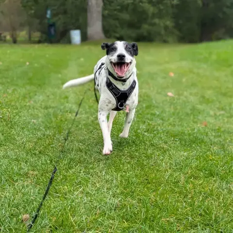 Vador L'Adorable Petit Guerrier Tripatte