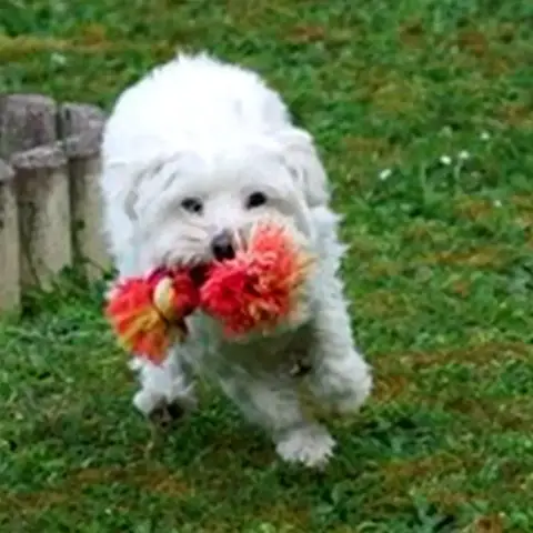 Simba photo 2