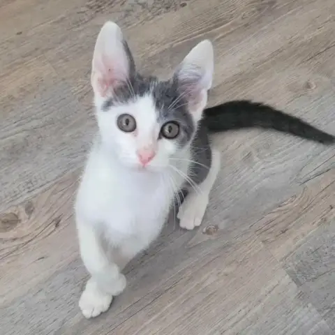Vik