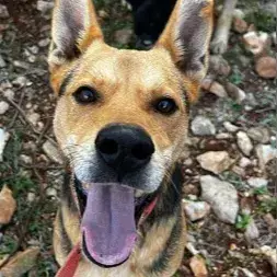 Hugo