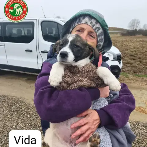 Vida photo 2