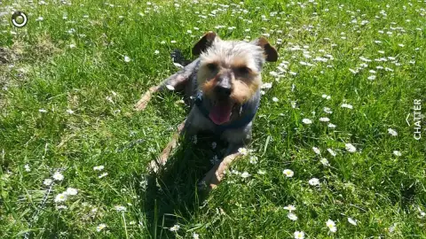 T'Chico