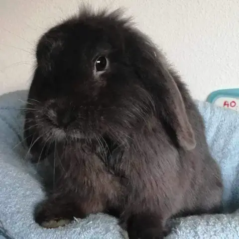 Rebel