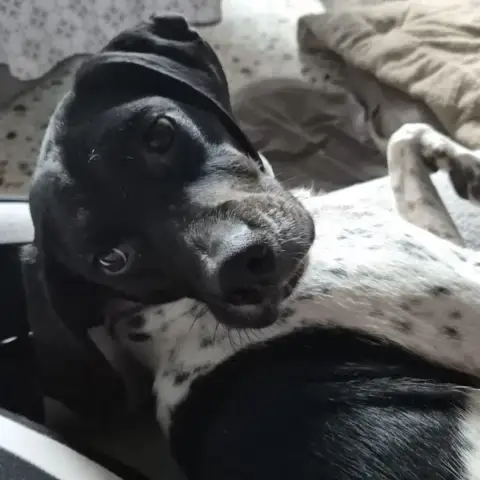 Nala photo 3