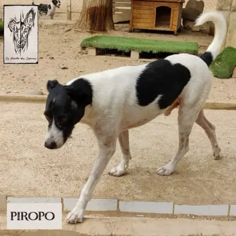 Piropo photo 2