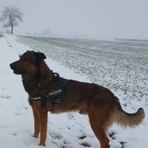 Iko