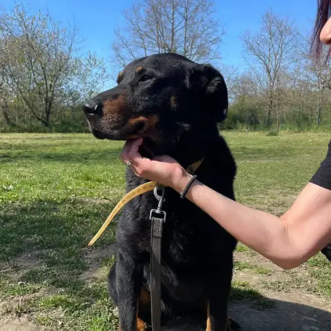 Rico