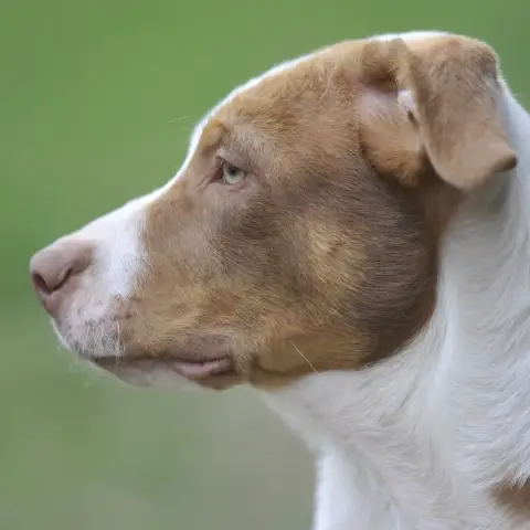 Athos photo 2