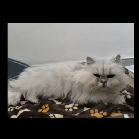 Sweety