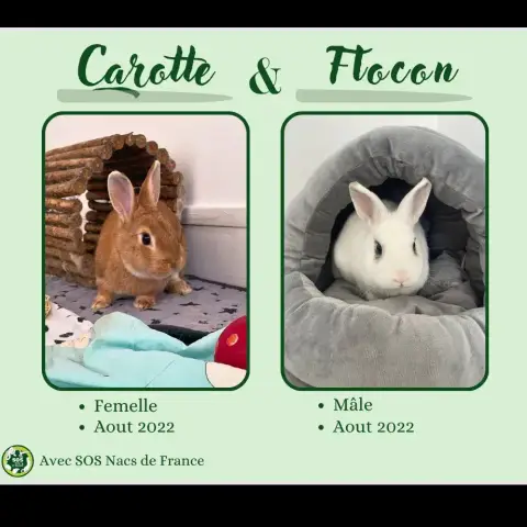 Carotte Et Flocon photo 3