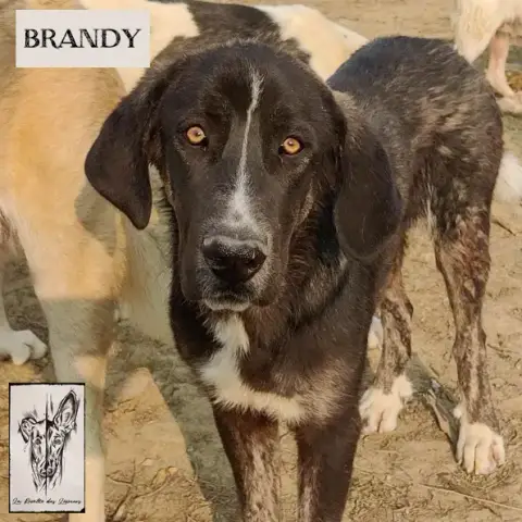 Brandy photo 3