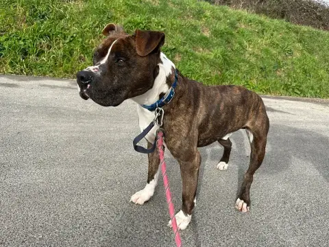 Tyson