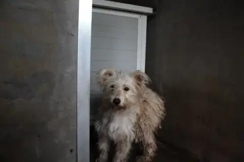 Milou