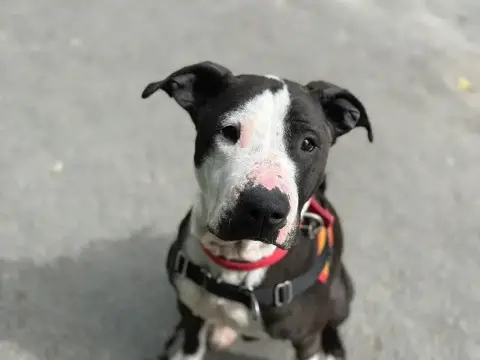 Stella