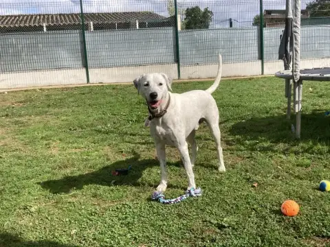 Olaf