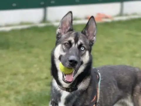 Kash