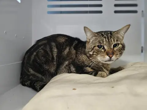 Bengal