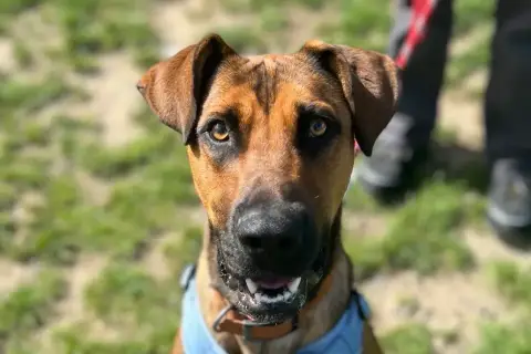 Rex